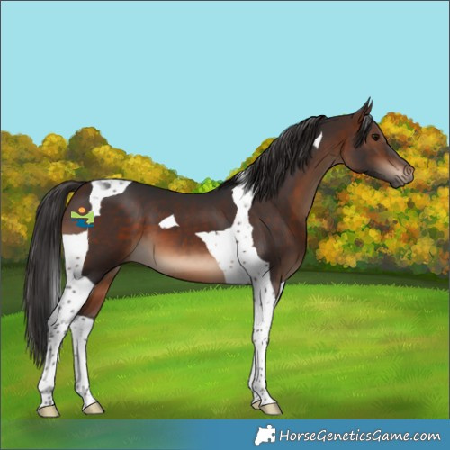 Horse Color:Brown Tobiano 