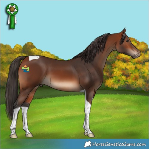 Horse Color:Bay Tobiano 
