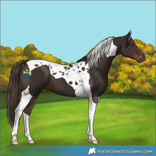 Horse Color:Liver Chestnut Tobiano 
