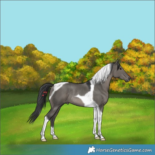 Horse Color:Grullo Tobiano Rabicano