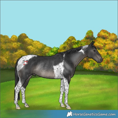 Horse Color:Black Tobiano Rabicano