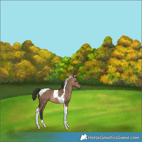 Horse Color:Bay Dun Tobiano Rabicano 