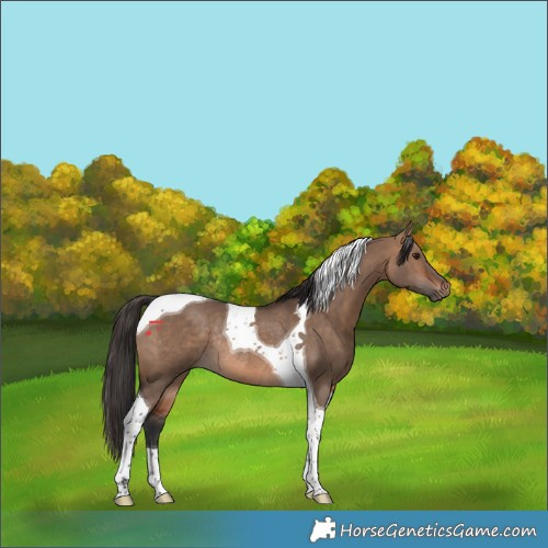 Horse Color:Bay Dun Tobiano Rabicano 