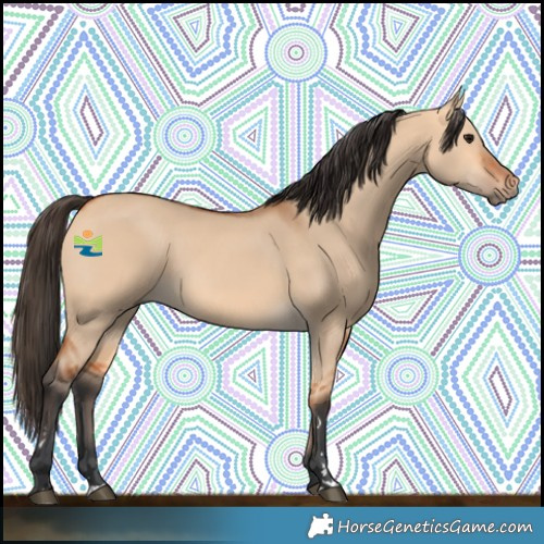 Horse Color:Bay Dun 