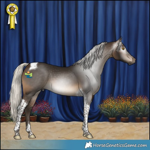 Horse Color:Gray Silver Buckskin Tobiano 