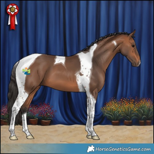 Horse Color:Bay Tobiano 