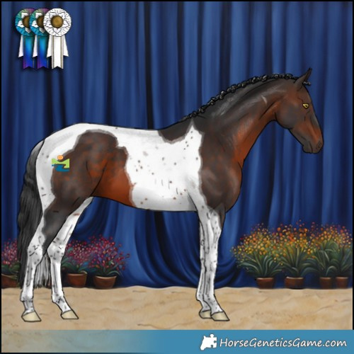 Horse Color:Brown Tobiano 