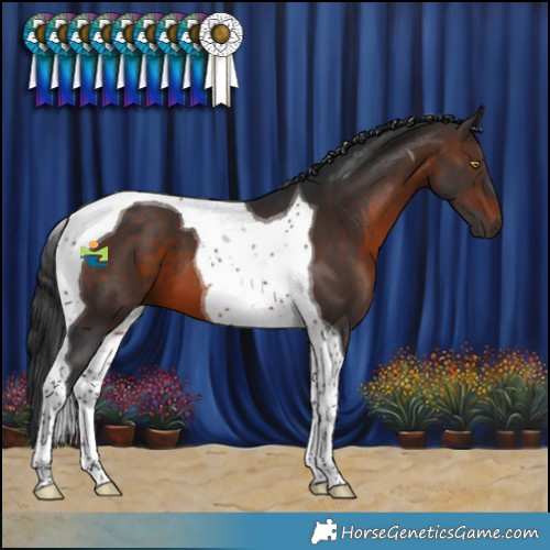 Horse Color:Brown Tobiano 