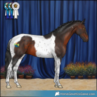 Horse Color:Brown Tobiano