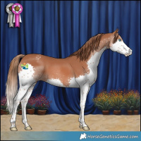 Horse Color:Chestnut Splash Appaloosa 