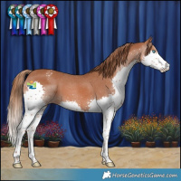 Horse Color:Chestnut Splash Appaloosa