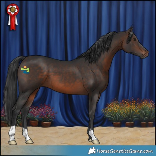 Horse Color:Brown 