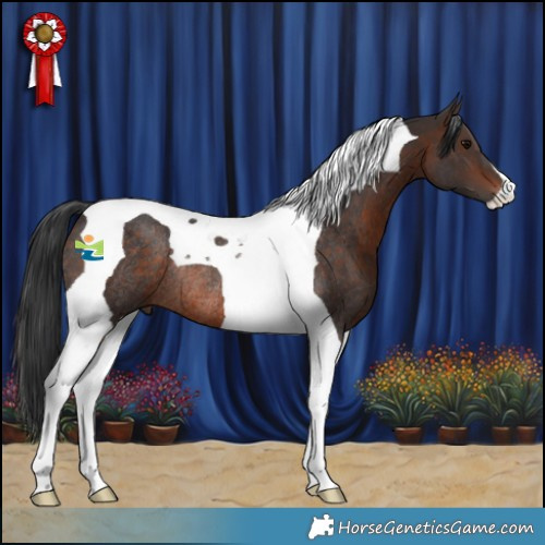 Horse Color:Bay Tobiano Rabicano 