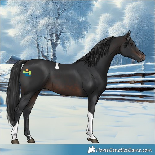 Horse Color:Brown Tobiano