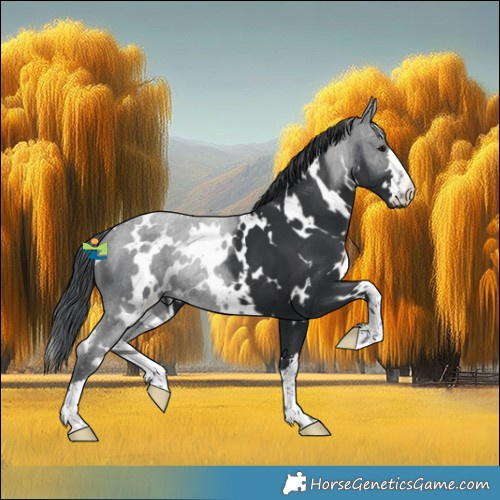 Horse Color:White Spotted Black 