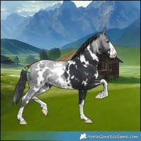Horse Color:White Spotted Black 