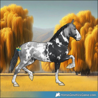Horse Color:White Spotted Black