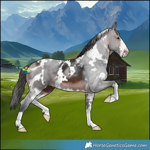 Horse Color:White Spotted Brown 