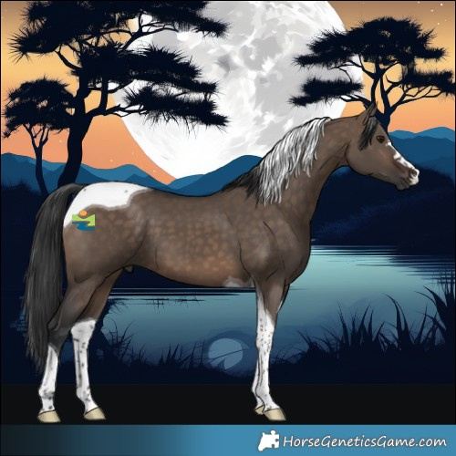 Horse Color:Brown Dun Tobiano 
