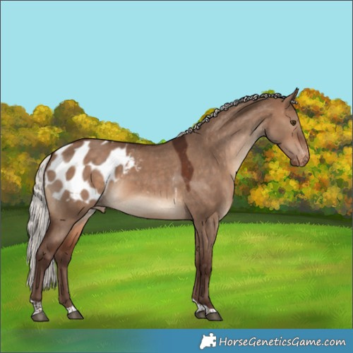 Horse Color:Silver Brown Dun Tobiano Blanket 