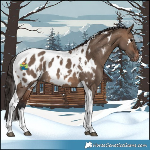 Horse Color:White Spotted Brown Dun Tobiano Near Leopard Rabicano 