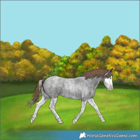 Horse Color:Liver Red Roan Splash