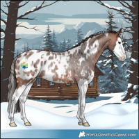 Horse Color:White Spotted Bay Roan Splash Near Leopard Rabicano 