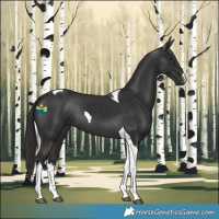 Horse Color:White Spotted Liver Chestnut Tobiano