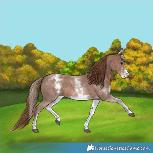 Horse Color:White Spotted Chestnut Sabino 