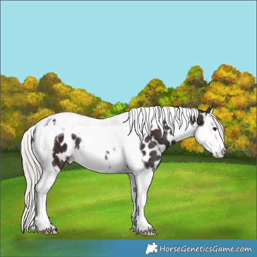 Horse Color:Liver Chestnut Mushroom Splash Tobiano Appaloosa