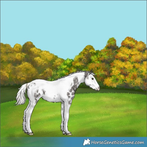 Horse Color:Liver Chestnut Mushroom Splash Tobiano Appaloosa 