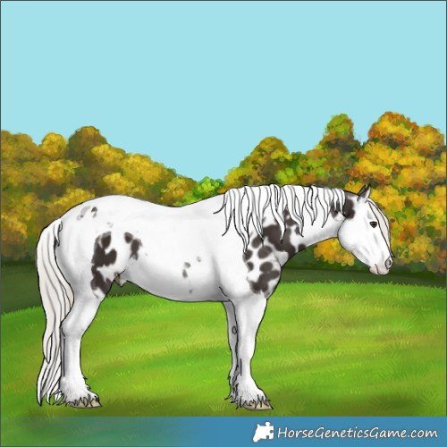 Horse Color:Liver Chestnut Mushroom Splash Tobiano Near Leopard