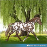 Horse Color:Liver Red Dun Near Leopard Brindle 