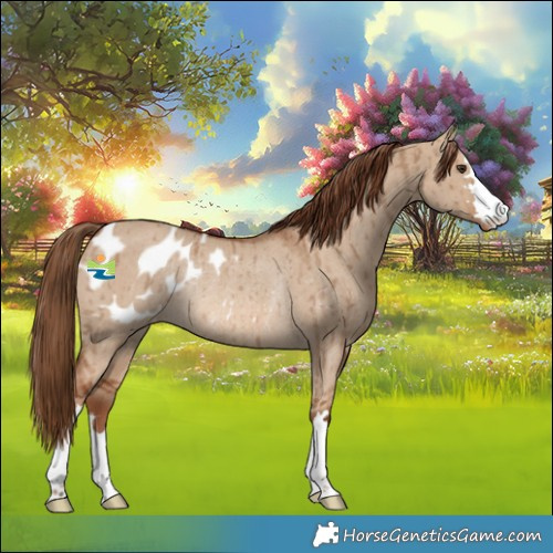 Horse Color:Red Dun Appaloosa Rabicano Brindle 