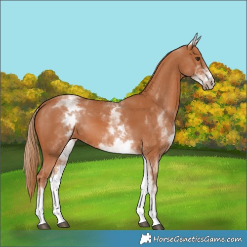 Horse Color:White Spotted Chestnut 