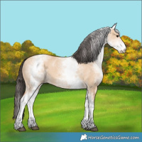 Horse Color:White Spotted Bay Dun