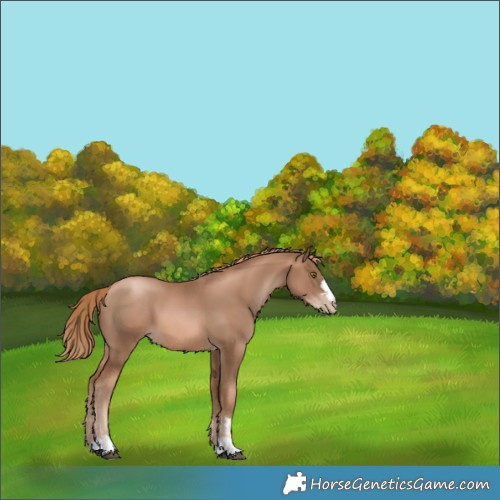 Horse Color:Liver Chestnut Pearl 