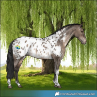 Horse Color:Brown Dun Tobiano Appaloosa
