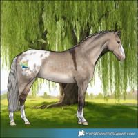 Horse Color:Silver Brown Dun Appaloosa 