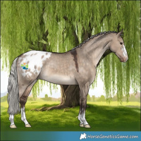 Horse Color:Silver Brown Dun Appaloosa