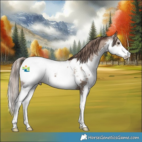 Horse Color:Liver Red Dun Splash Appaloosa 