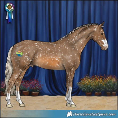 Horse Color:Chocolate Palomino Appaloosa 