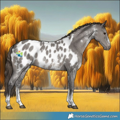 Horse Color:Smoky Grullo Sabino Appaloosa 
