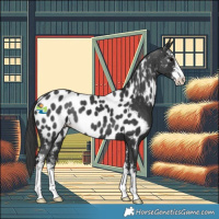 Horse Color:Black Sabino Near Leopard 