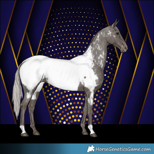 Horse Color:Silver Black Appaloosa