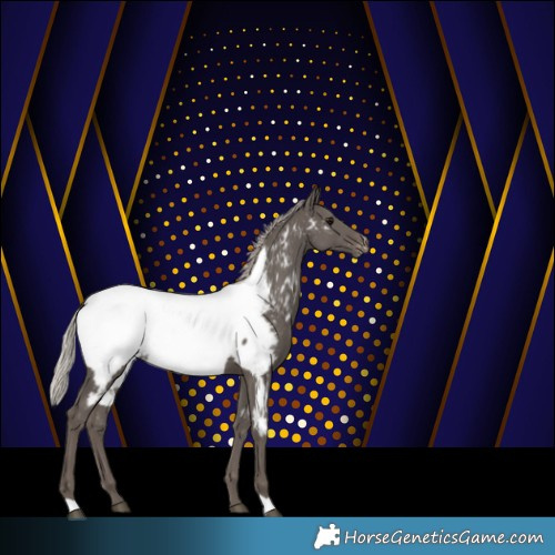 Horse Color:Silver Black Appaloosa 