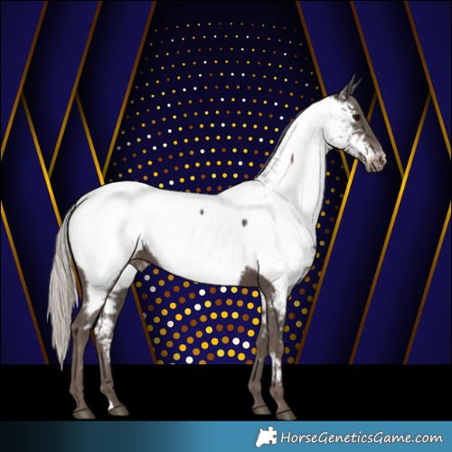Horse Color:Silver Black Appaloosa 