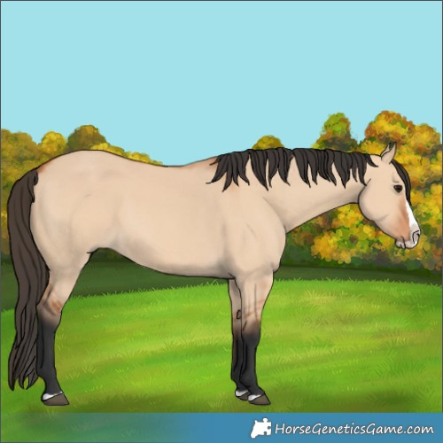 Horse Color:Bay Dun Splash 