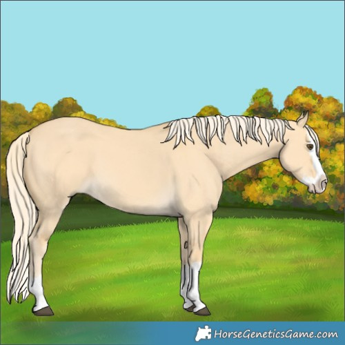 Horse Color:Palomino Dun Splash