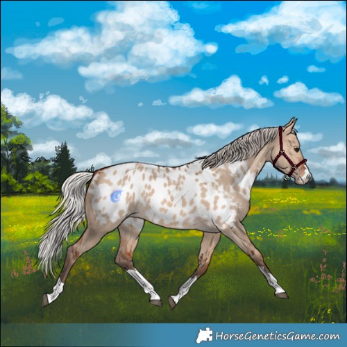 Horse Color:Silver Brown Dun Appaloosa 